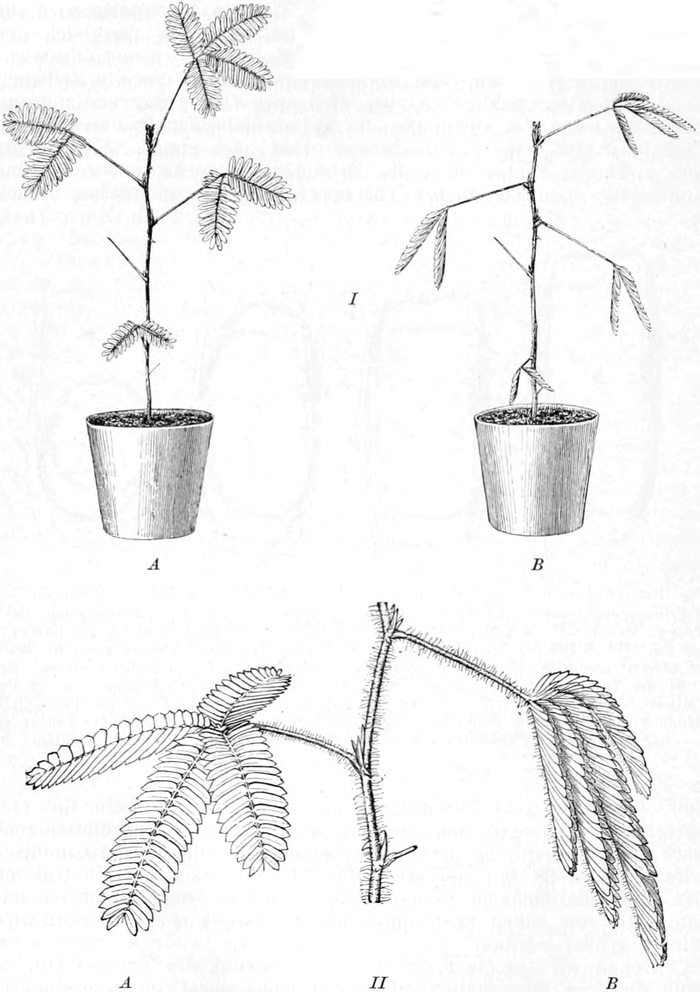Bewegung bei der Mimose