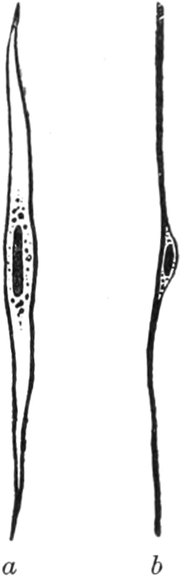 Glatte Muskelzellen