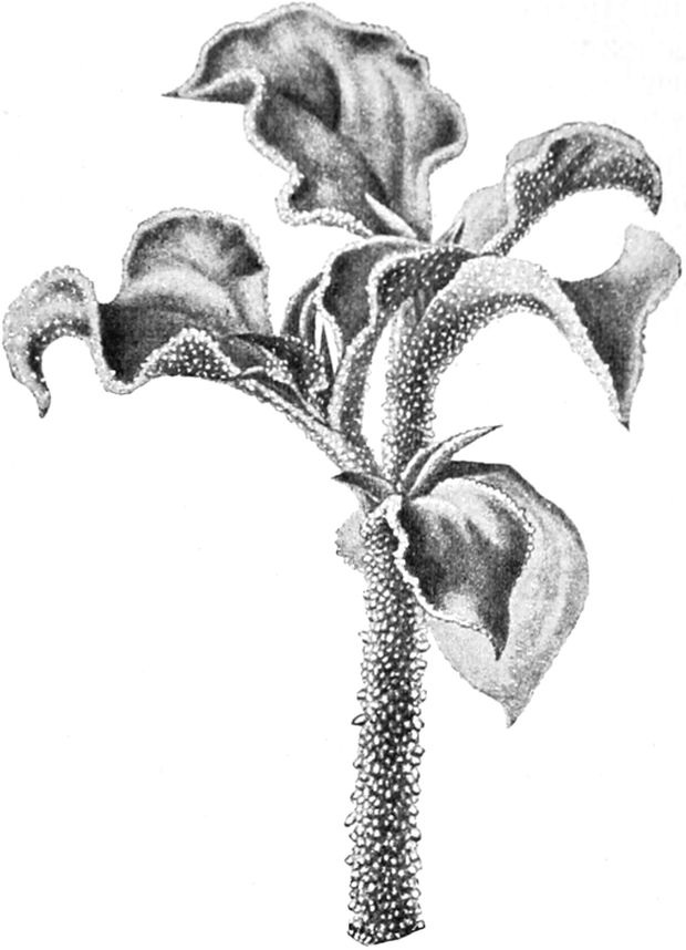 Mittagsblume