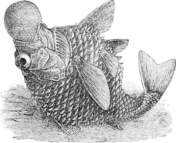 Laternenfisch, an die Oberfläche   gebracht