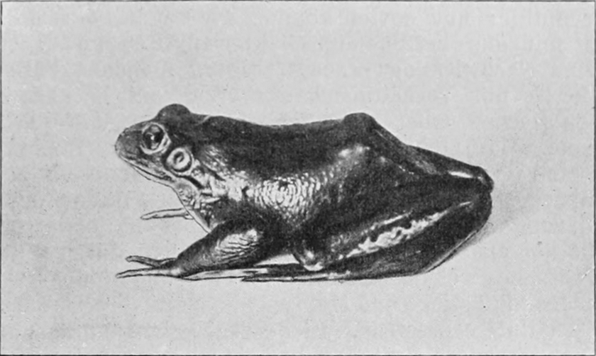 Frosch in Hockstellung