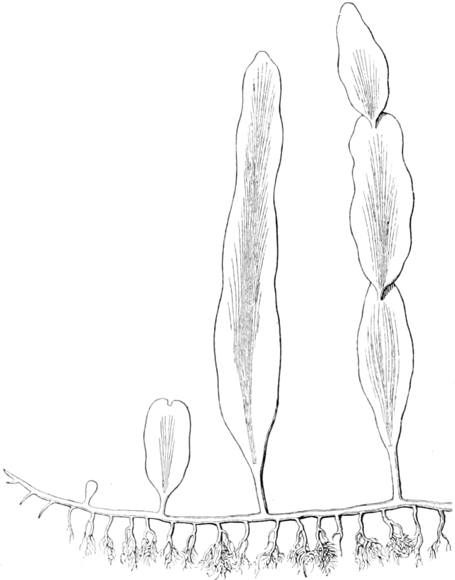 Tropische Grünalge