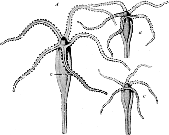 Süßwasserpolyp