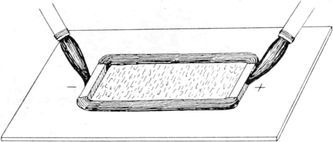 Ausrichtung von Spirostomum   ambiguum im Gleichstrom