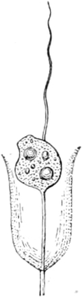 Einzelnes Poteriodendron