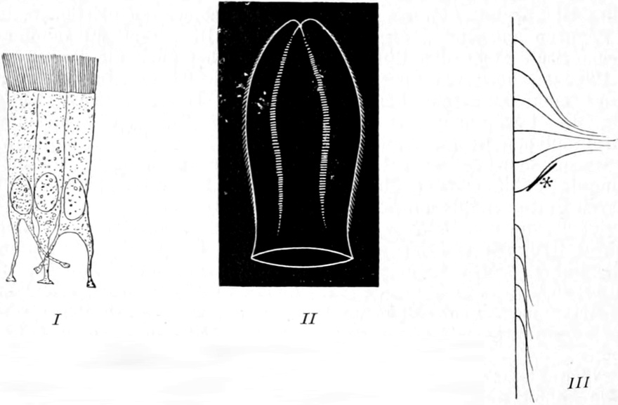 Flimmerepithelien