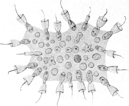 Protospongia