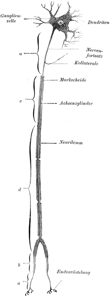 Neuron, schematisch