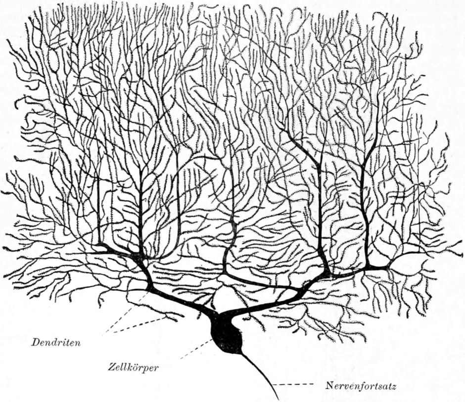 Multipolare dendritische   Nervenzellen
