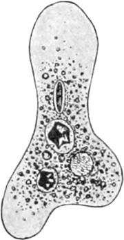 Amöbenzelle