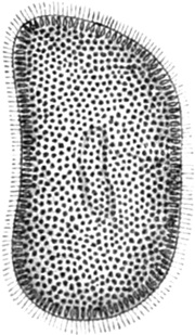 Wimperninfusorienzelle