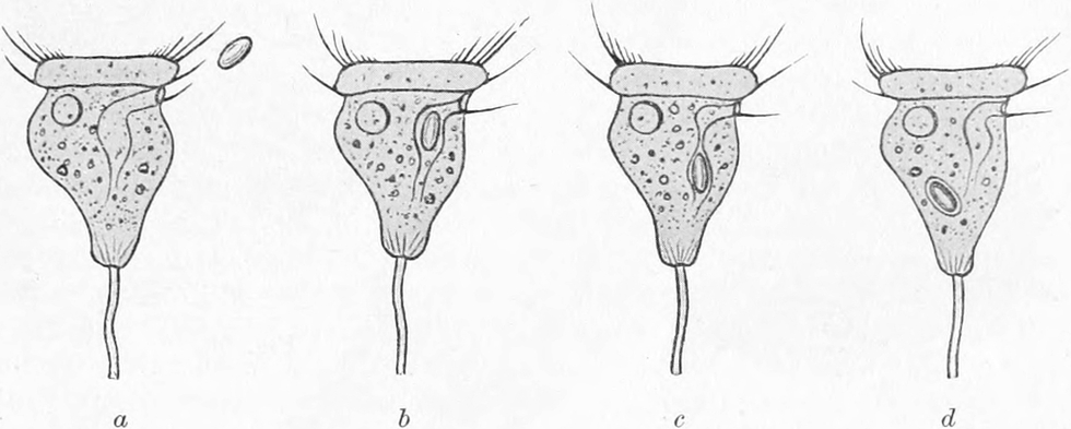 Vorticella