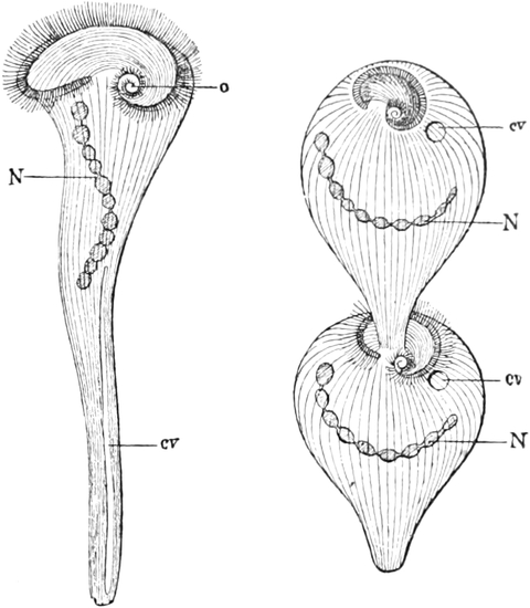 Trompetentierchen