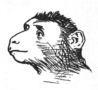 Beppo's head
