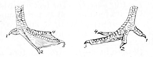 duck and hen feet