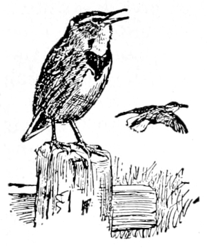 meadowlark