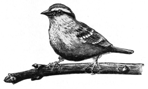 chipping sparrow