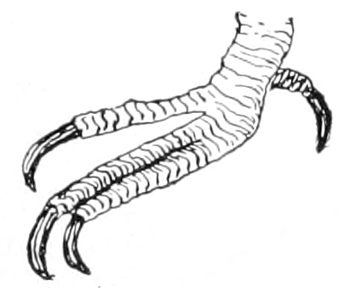 kingfisher's foot