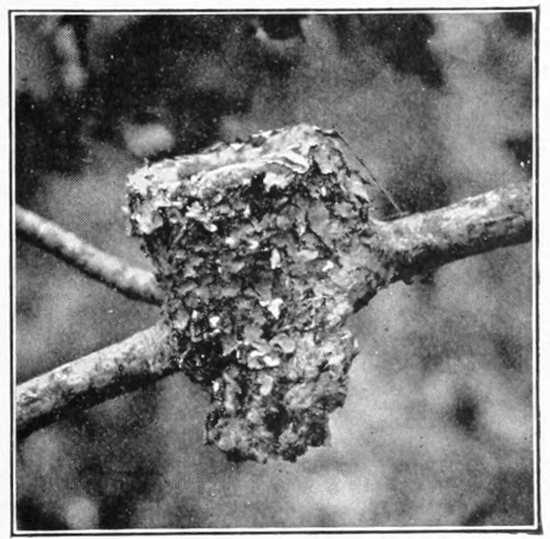 Ruby-throat nest