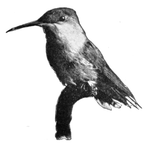 Hummingbird on branch