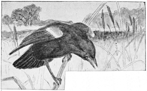 Red-wing blackbird