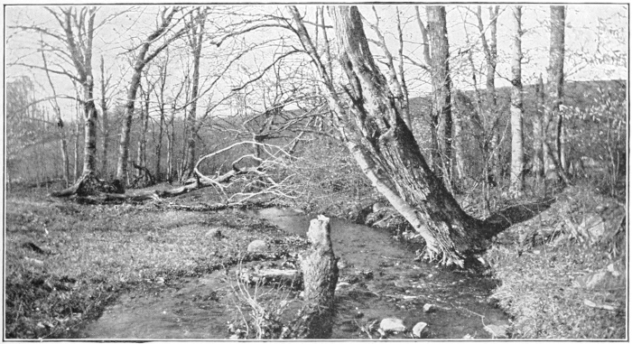 Swift-flowing brook