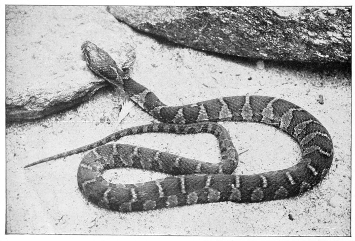 Water snake
