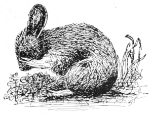 Rabbit washing up
