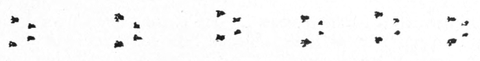 Squirrel tracks