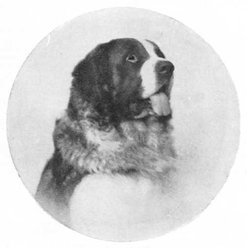 St Bernard