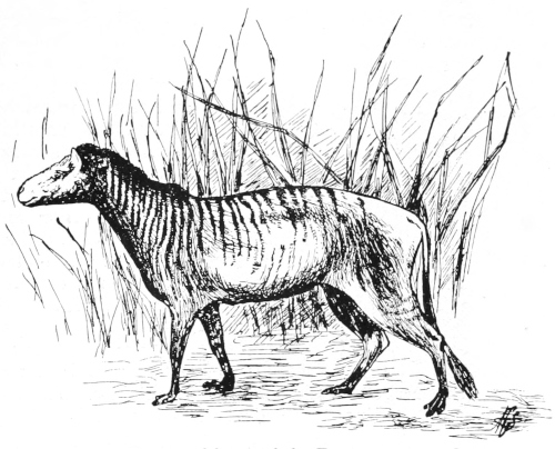 Eocene horse