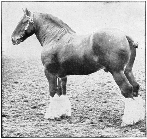 draft horse