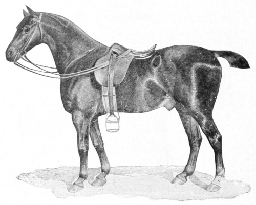 Saddle horse