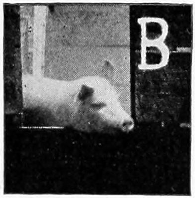 B