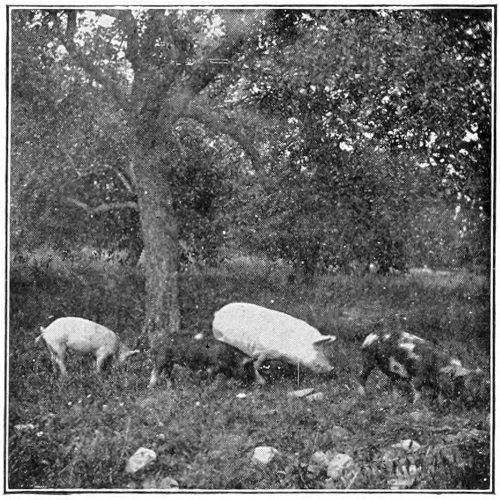 Pigs in orchard
