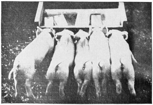 bottle-fed pigs
