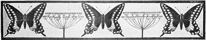 Butterfly border