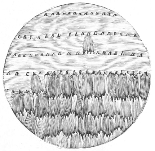 Scales on butterfly wing