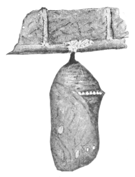 Monarch chrysalis