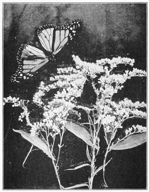 Male Monarch