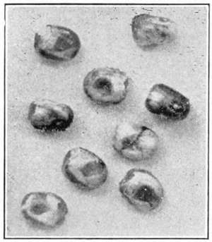 Cecropia eggs