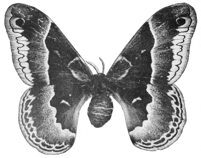 Female promethea