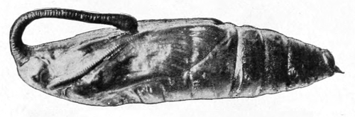 Pupa of tomato sphinx