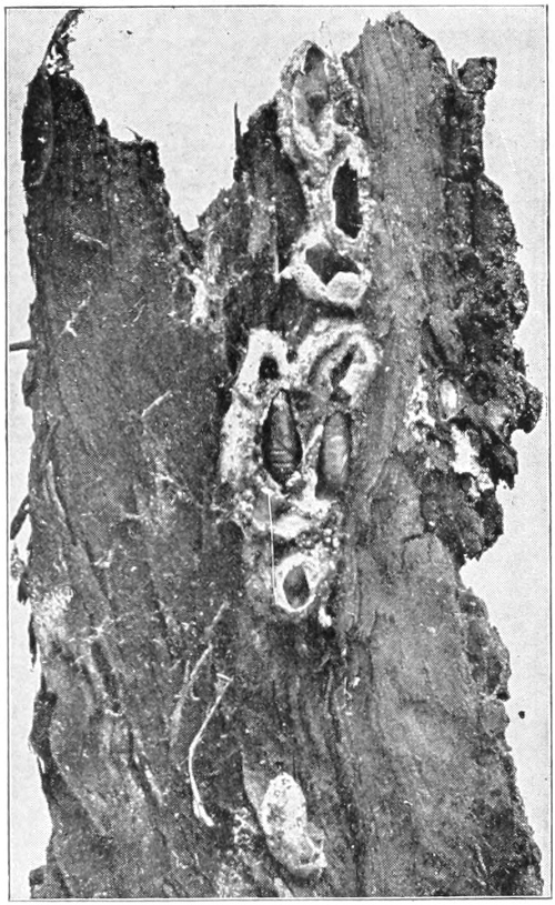 Codling moth pupae and cocoons
