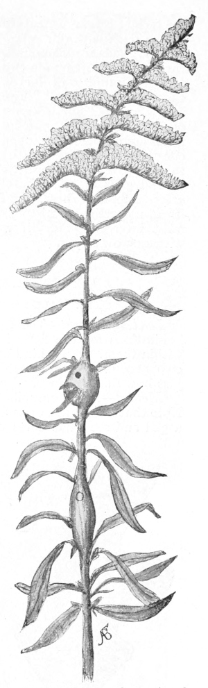 Golden-rod stem