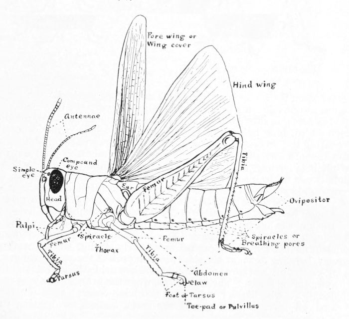 Grasshopper