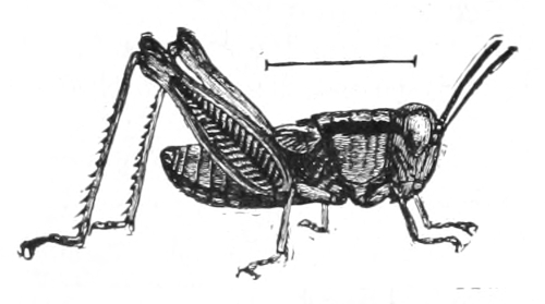 Grasshopper hymph
