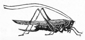 Meadow hopper