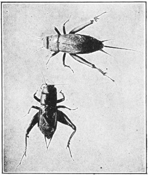 Black crickets