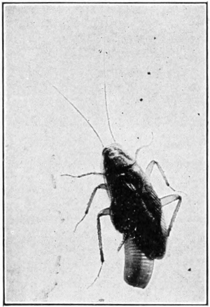 laying egg case